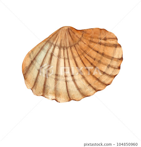 Watercolor hand drawn sea shell isolated on white background. Marine underwater design element. Summer sea clipart. 104850960
