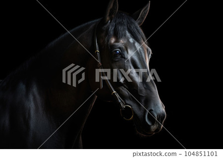 Portrait of beautiful spellbinding black horse. Generative AI 104851101