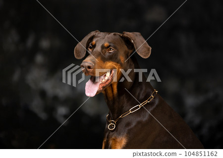 Portrait of a brown and tan doberman pinscher in low key. Portrait of a brown and tan doberman pinscher in low key. 104851162