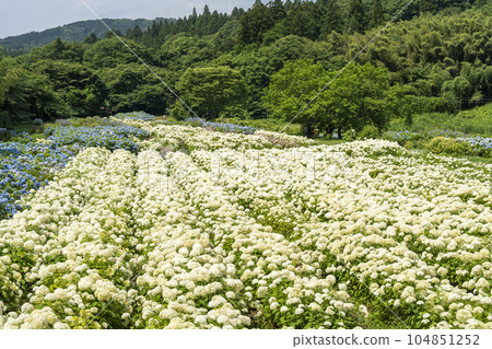 Hydrangea at Michinoku Hydrangea Garden, Ichinoseki City, Iwate Prefecture 104851252