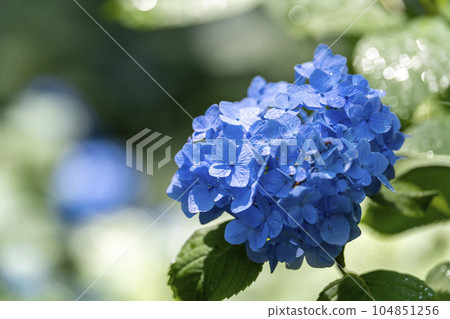 岩手縣一關市陸奧繡球園的繡球花 岩手縣一關市陸奧繡球園的繡球花 104851256