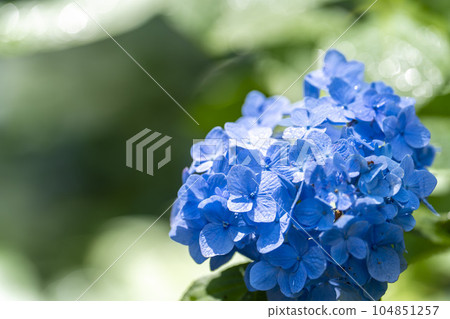 Hydrangea at Michinoku Hydrangea Garden, Ichinoseki City, Iwate Prefecture Hydrangea at Michinoku Hydrangea Garden, Ichinoseki City, Iwate Prefecture 104851257