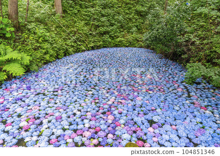 Hydrangea Pond at Michinoku Hydrangea Garden, Ichinoseki City, Iwate Prefecture Hydrangea Pond at Michinoku Hydrangea Garden, Ichinoseki City, Iwate Prefecture 104851346