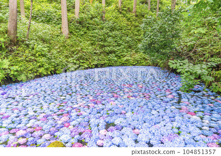 Hydrangea Pond at Michinoku Hydrangea Garden, Ichinoseki City, Iwate Prefecture 104851357