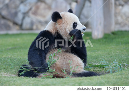Umehama eating bamboo deliciously Umehama eating bamboo deliciously 104851401