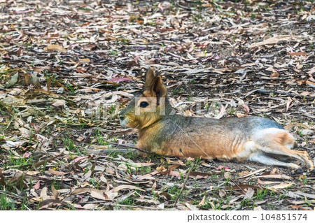 Mara Tennoji Zoo Mara Tennoji Zoo 104851574