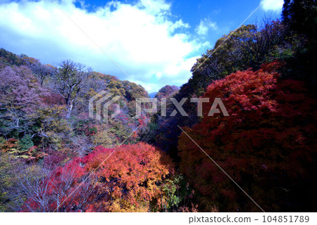 Kokonoe Valley Autumn Leaves Kokonoe Valley Autumn Leaves 104851789
