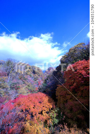 Kokonoe Valley Autumn Leaves Kokonoe Valley Autumn Leaves 104851790
