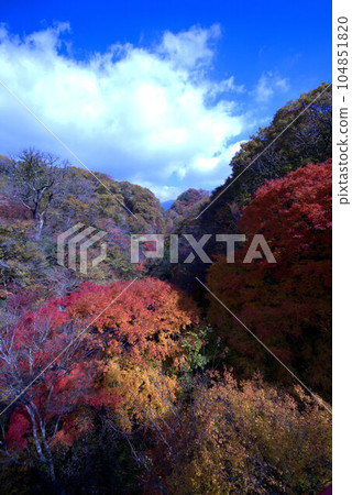 Kokonoe Valley Autumn Leaves Kokonoe Valley Autumn Leaves 104851820