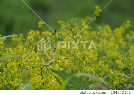 Yellow flower 104852101