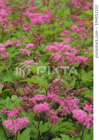 flower of today 104852102