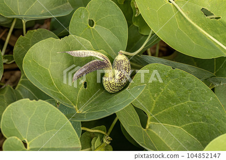 Birthwort Plant Flower Birthwort Plant Flower 104852147