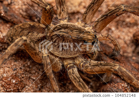 Small Wolf Spider Small Wolf Spider 104852148