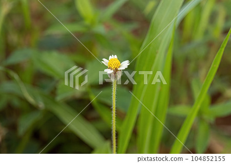 Tridax Daisy Flower 104852155