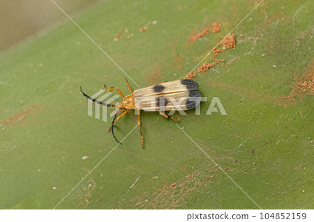 Adult Net-winged Beetle Adult Net-winged Beetle 104852159