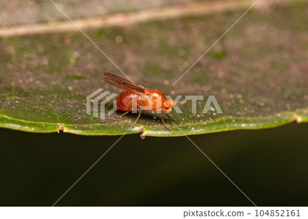 Adult Acalyptrate Fly 104852161