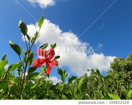 Sky and hibiscus 104852329