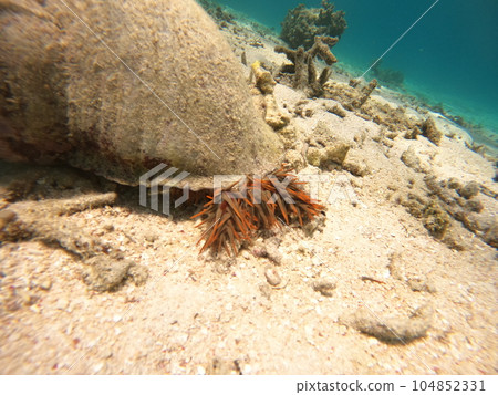 海螺殼捕食荊棘冠海星 104852331