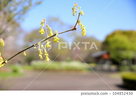 鳳尾蘭花 104852430