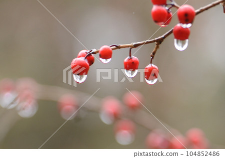 A beautiful world of water droplets (The water droplets hanging from the red fruits on the branches are beautiful.) 104852486