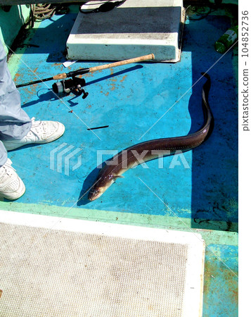 我乘船釣魚釣到了一條黑海鰻 104852736