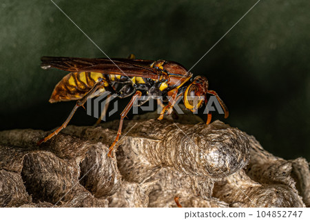 Variegated Paper Wasp 104852747