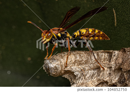 Variegated Paper Wasp 104852750