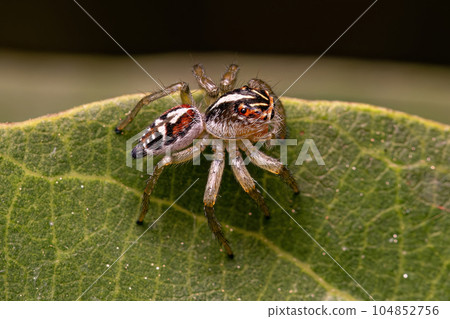Small Jumping Spider 104852756