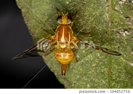 Adult Fruit Fly 104852758