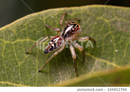 Small Jumping Spider Small Jumping Spider 104852760