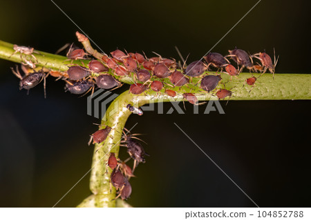 Group of small red aphids Group of small red aphids 104852788