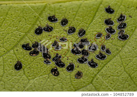 Citrus Black Fly Insect 104852789