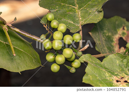 flowering plant commonly known as jurubeba a nightshade 104852791