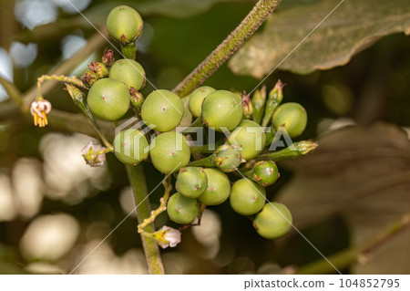 flowering plant commonly known as jurubeba a nightshade 104852795