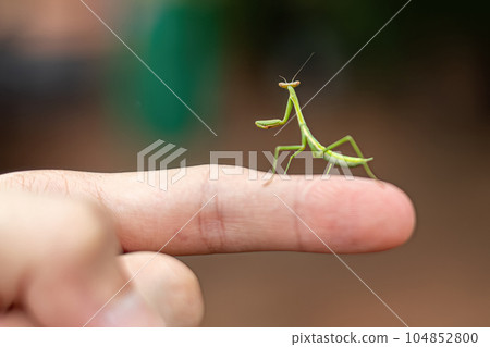Small Mantid nymph 104852800