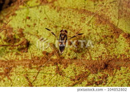 Small Typical Backswimmer Insect 104852802