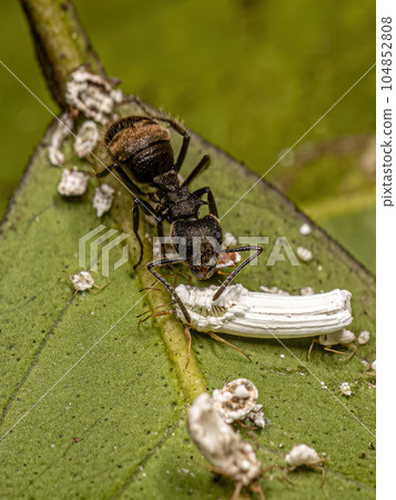 Adult Female Carpenter Ant interacting with an Ensign Scale Insect 104852808
