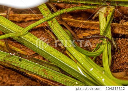 Small Horsehair Worm 104852812