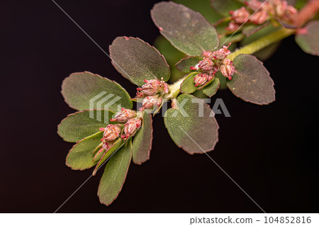 Red Caustic-Creeper Plant Red Caustic-Creeper Plant 104852816