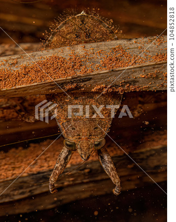 Giant Water Bug Insect Giant Water Bug Insect 104852818
