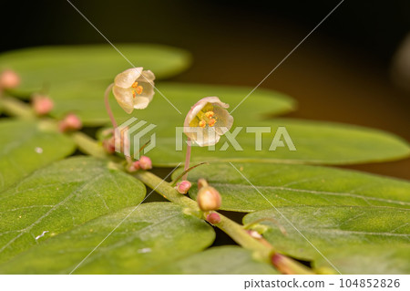 Small Wind Plant 104852826
