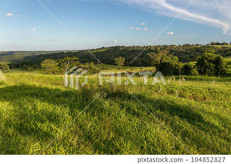 Pasture field for cattle raising 104852827