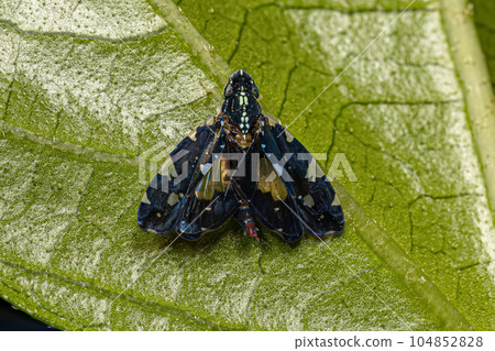 Adult Typical Leafhopper 104852828