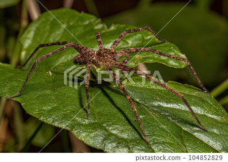 Adult Wandering Spider 104852829