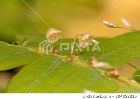 Small Wind Plant 104852830