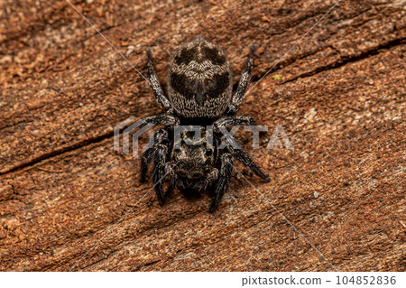 Adult Female jumping spider 104852836