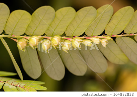 Small Wind Plant 104852838