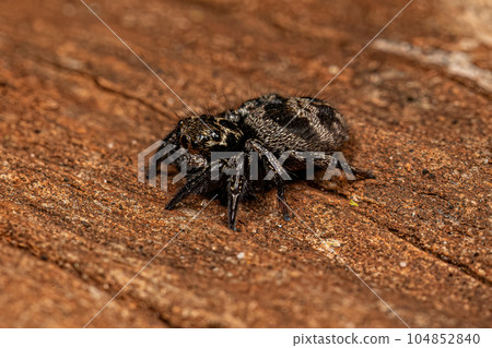 Adult Female jumping spider Adult Female jumping spider 104852840