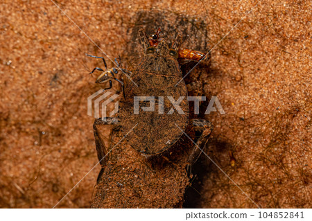 Giant Water Bug Insect Giant Water Bug Insect 104852841