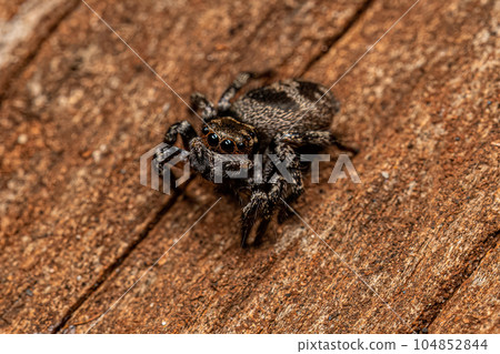 Adult Female jumping spider Adult Female jumping spider 104852844